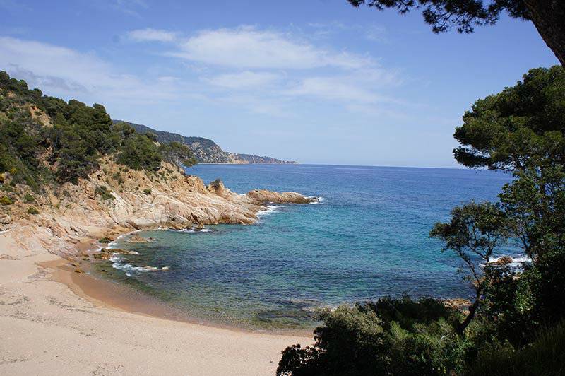 Una cala d'aigua cristal·lina i pins creixent vora el mar